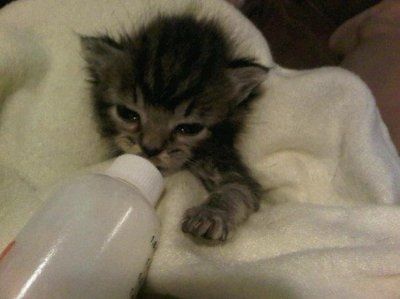 *NWR* Post pics of your furry (or not so furry) kids!