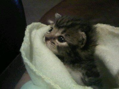 *NWR* Post pics of your furry (or not so furry) kids!