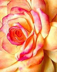 DIY Flowers