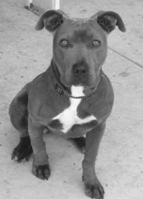 NWR, "pit bull", rant.