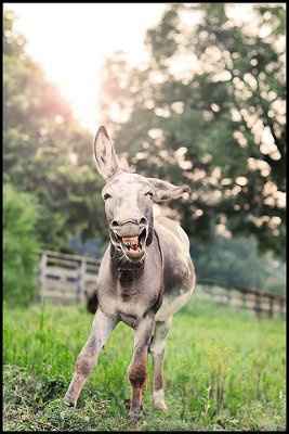 Who needs a unicorn?!
