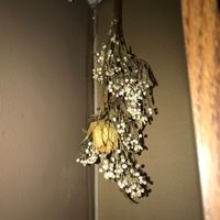 Dried Flowers - Any Experience? - 1