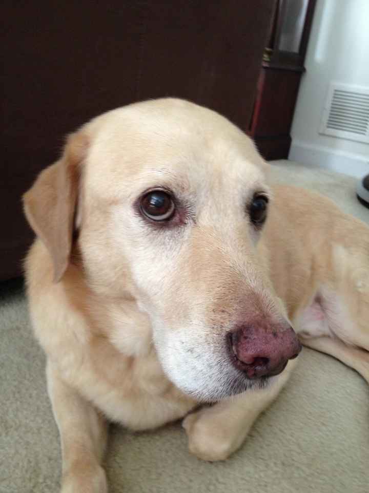 NWR: what pets are you bringing into the marriage?