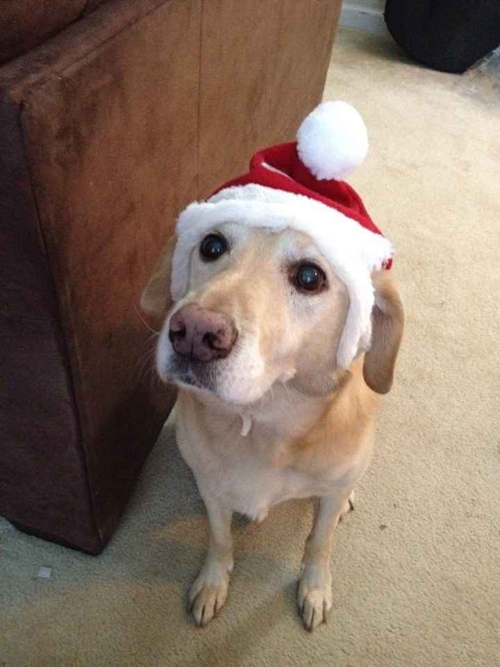 NWR: Pets dressed up for christmas