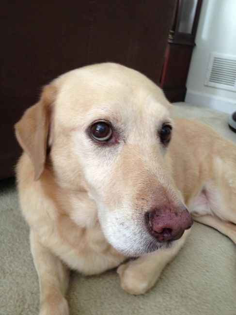 NWR: what pets are you bringing into the marriage?
