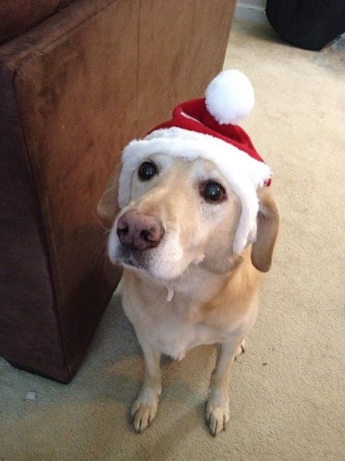 NWR: Pets dressed up for christmas