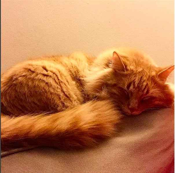 NWR - Send me pictures of your pets/memes