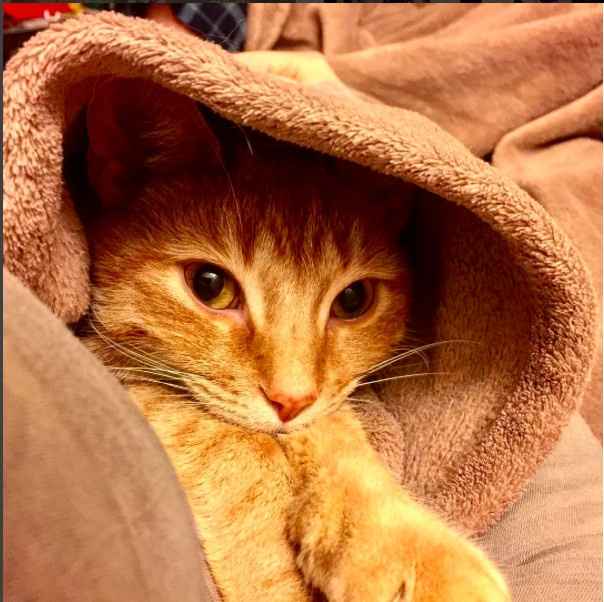 NWR - Send me pictures of your pets/memes