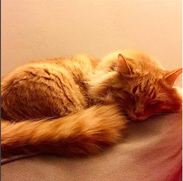 NWR - Send me pictures of your pets/memes