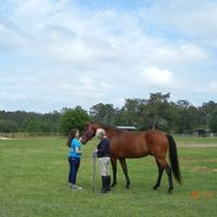 NWR: Equestrians of WW