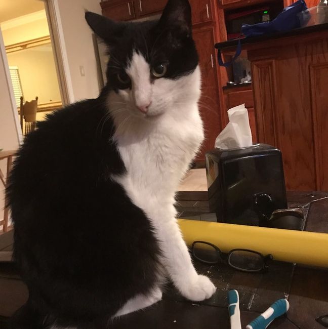 Furbaby pick me up