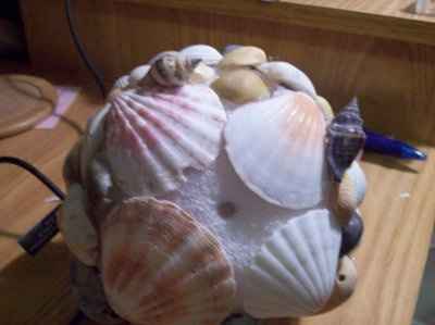 Sea Shells!!!!!