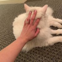 Brides of 2020!  Show us your ring! - 2