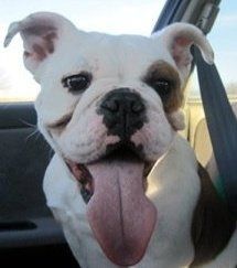 Let's do a show-and-tell about our fur-babies!!!