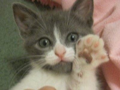 Let's do a show-and-tell about our fur-babies!!!