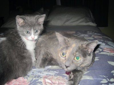 Let's do a show-and-tell about our fur-babies!!!