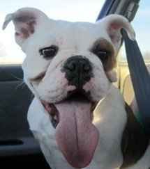 Let's do a show-and-tell about our fur-babies!!!