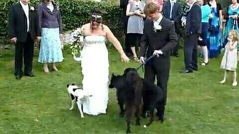 Including pet(s) in your ceremony