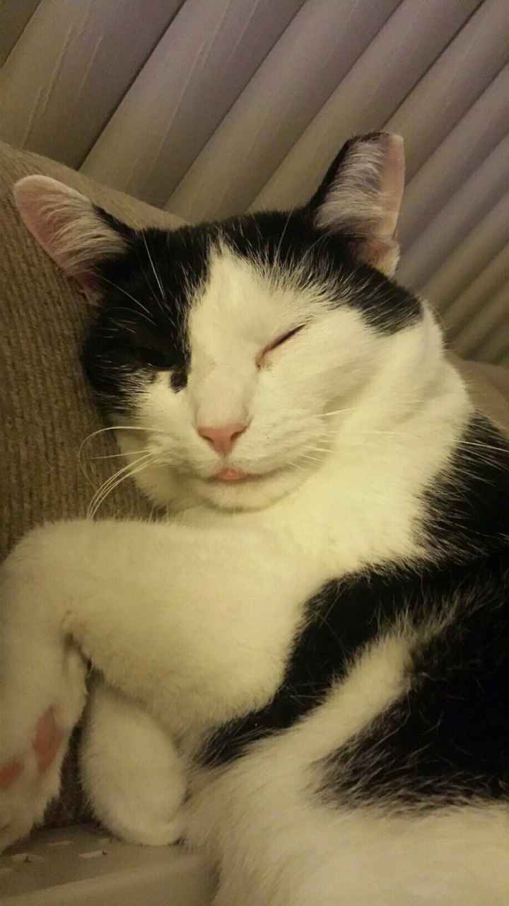 NWR: Bored? Show off your pets!