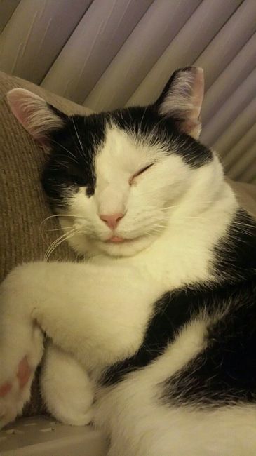NWR: Bored? Show off your pets!