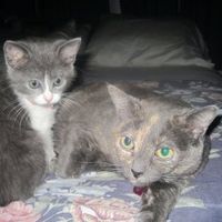 Let's do a show-and-tell about our fur-babies!!!