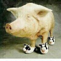 My kitty shoes are here!!!