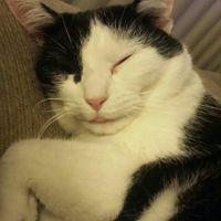 NWR: Bored? Show off your pets!