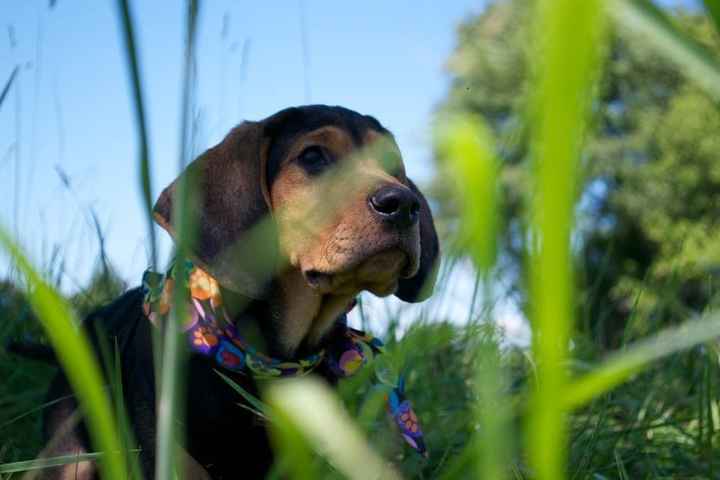 Since we are getting to know each other and everyone LOVES their fur babies!