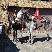 Would you hire a beer burro? - 1