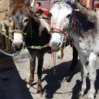 Would you hire a beer burro? - 1