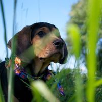 Since we are getting to know each other and everyone LOVES their fur babies!