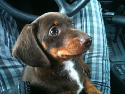 We got furry baby!!!