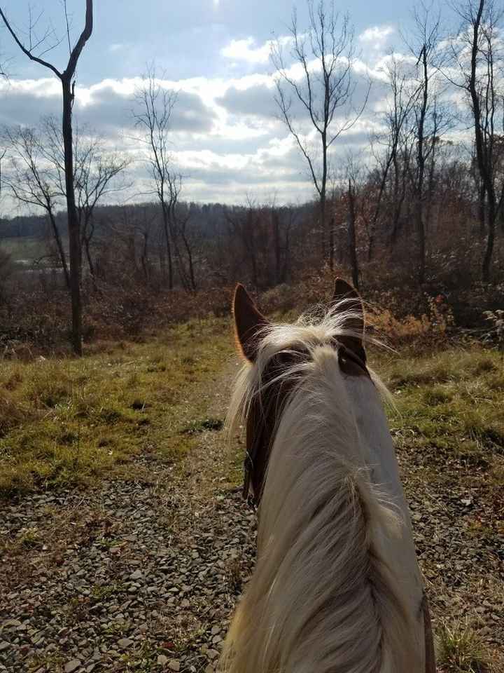 Would like to include my horse in my wedding- any advice?