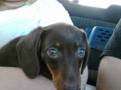 We got furry baby!!!