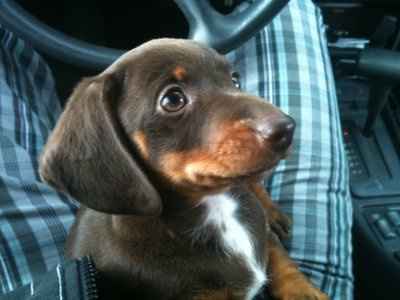 We got furry baby!!!