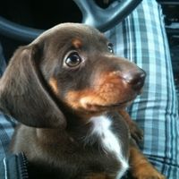 We finally got our puppy and I got an unexpected surprise (lots of pics)