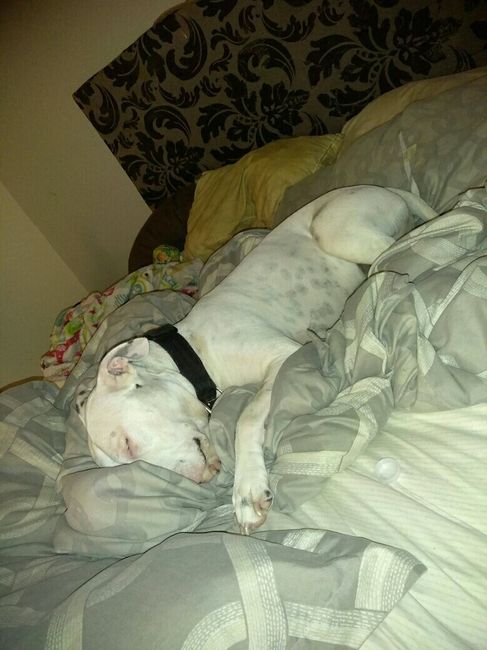 NWR: National Dog Day!