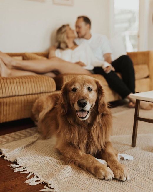 Engagement photos with your dog - 2