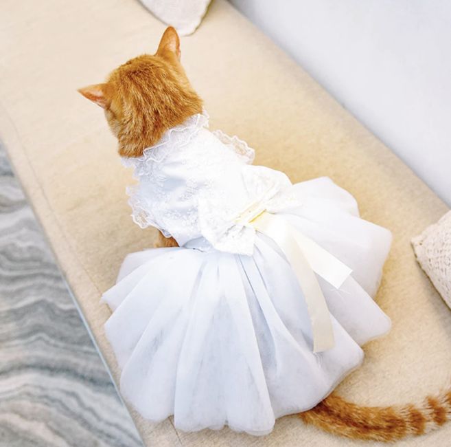 Animals in your wedding party 🐾 6