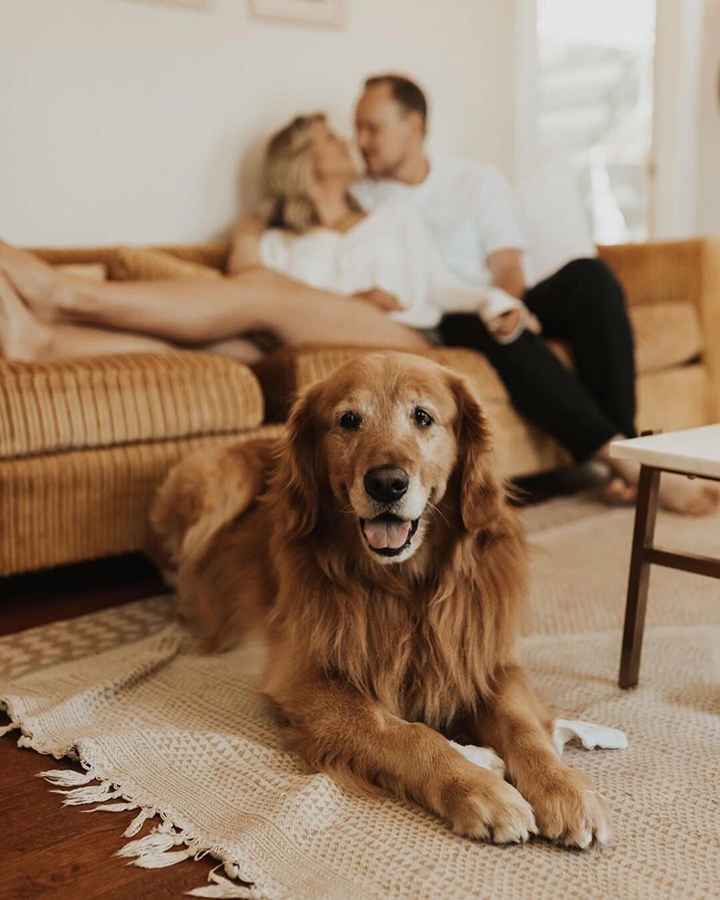 Engagement photos with your dog 2