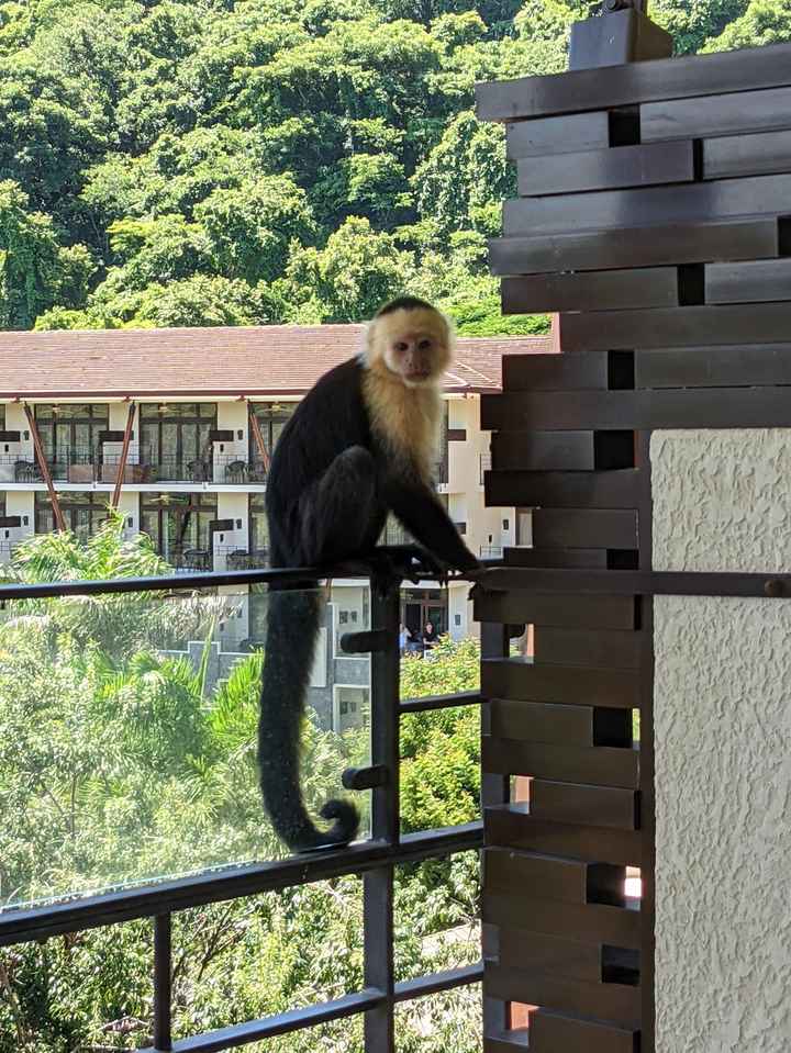 Honeymoon Photos - Part 2:  Costa Rica! - 15