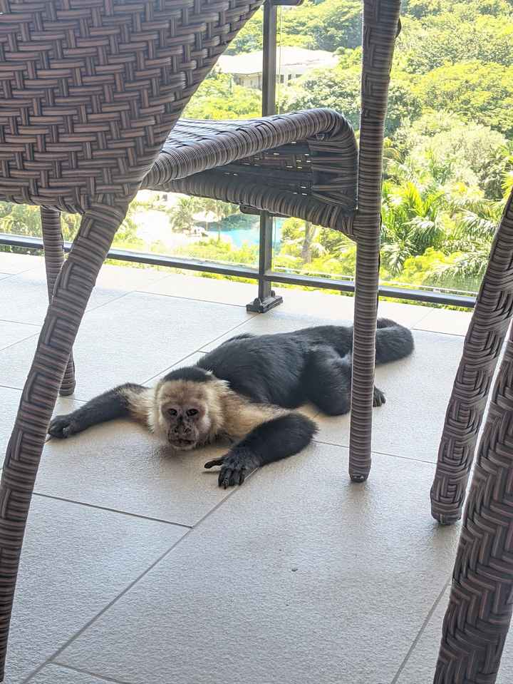 Honeymoon Photos - Part 2:  Costa Rica! - 16