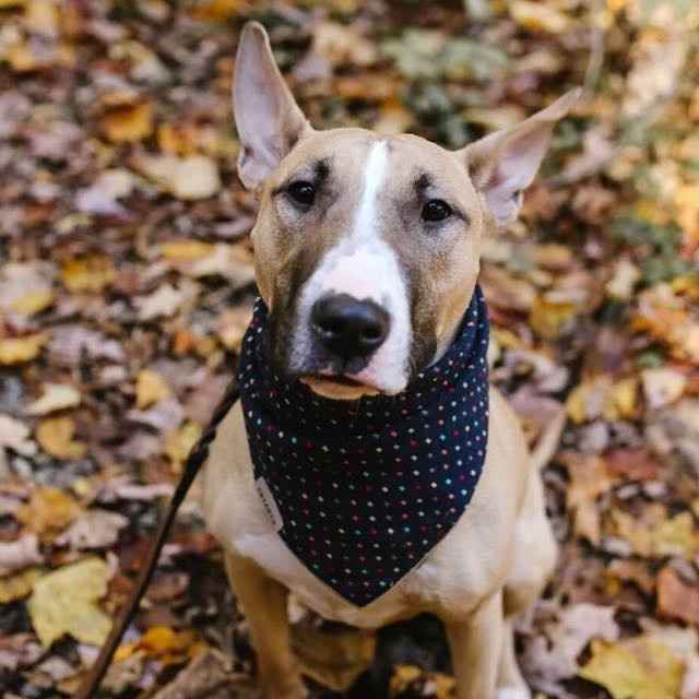 Woodland Engagement Pics