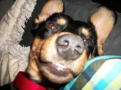 NWR: What kind of dog do you have?