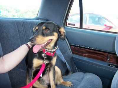 NWR: What kind of dog do you have?