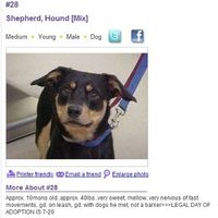 NWR: What kind of dog do you have?