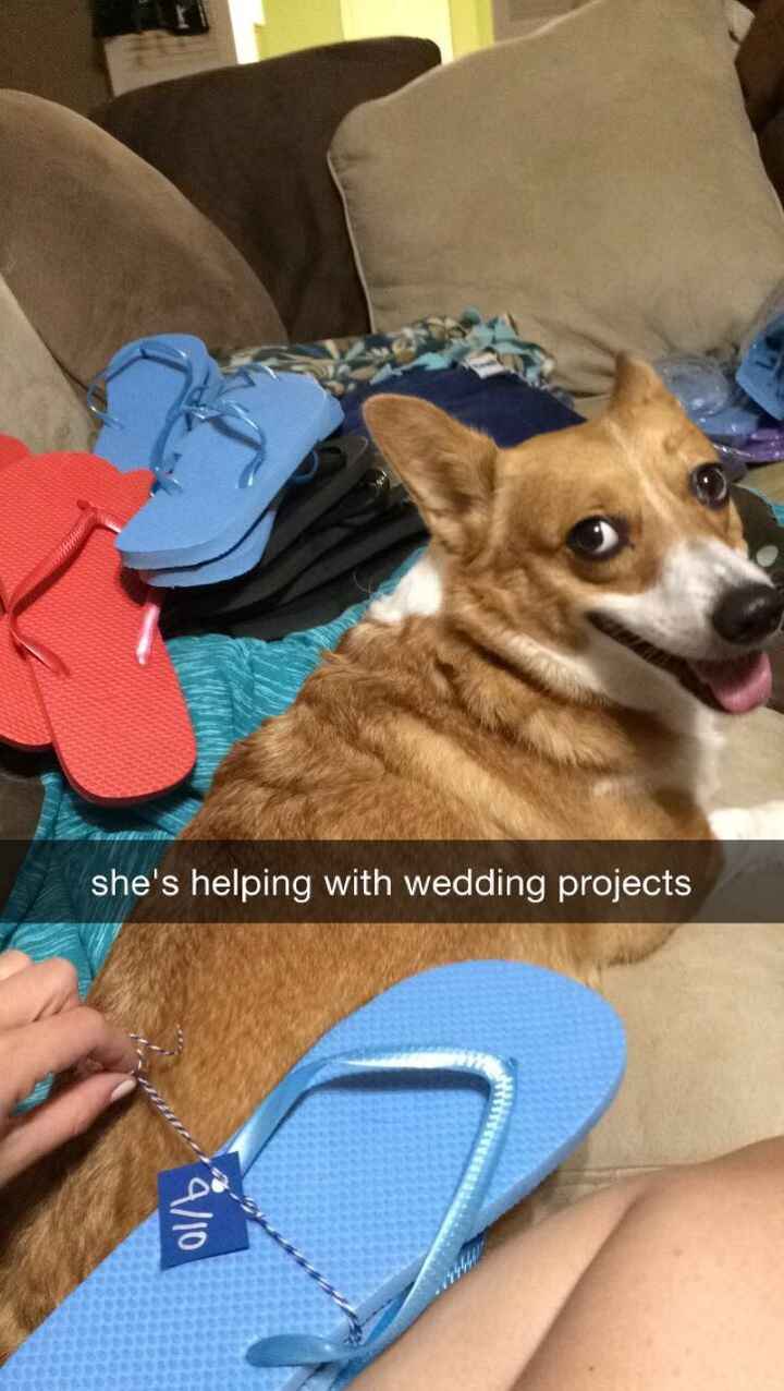 Pets "helping" you make things