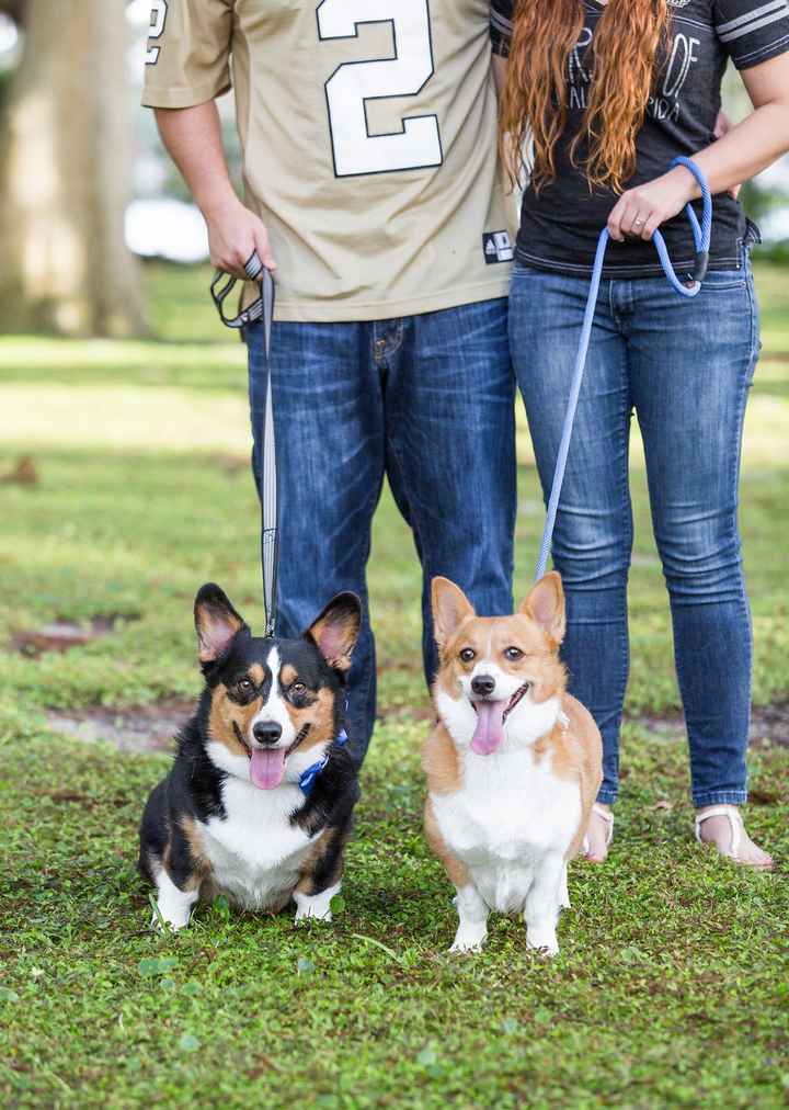 Engagement Photos are in! Featuring our Corgis