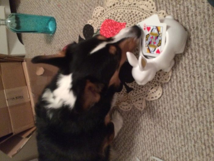 Pets "helping" you make things