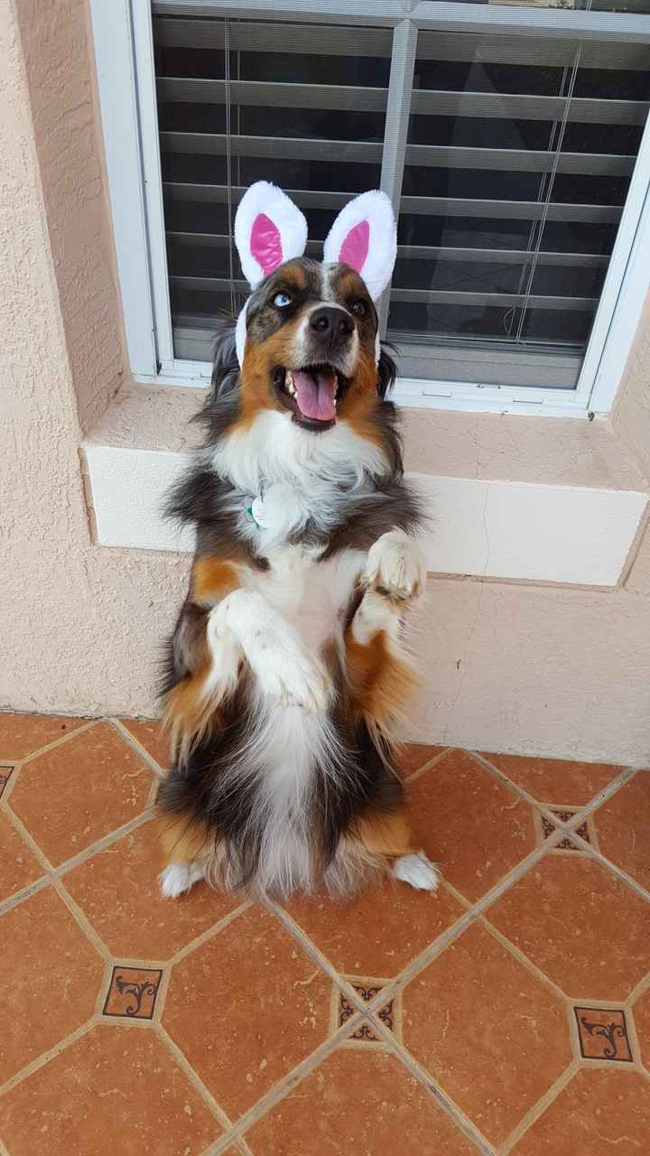 NWR- My fur kids